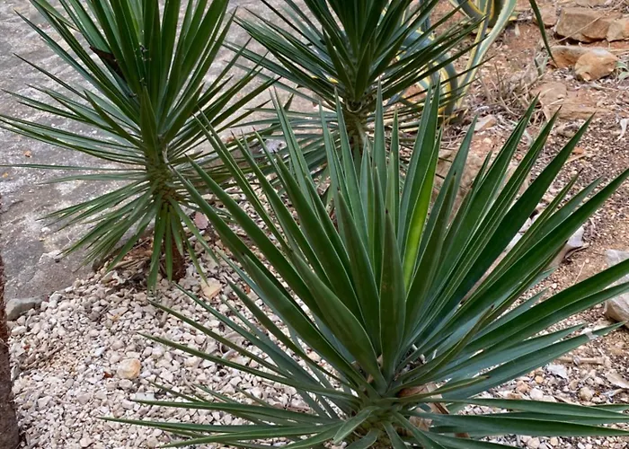 Casa Luis - - Spanien * Jávea